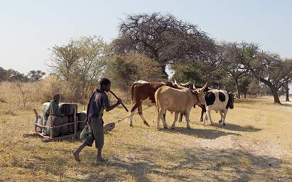 Mahango Ox Sled
