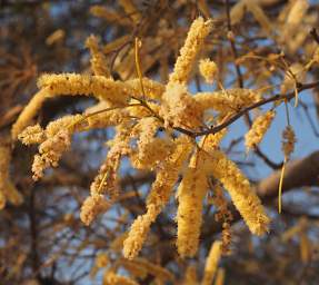 Mahango Tree Seeds