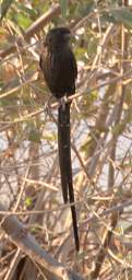 Mahango Bird Long Tailed Widowbird