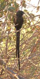 Mahango Bird Long Tailed Widowbird