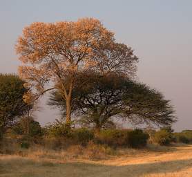 Mahango Tree