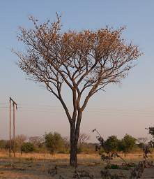 Mahango Tree