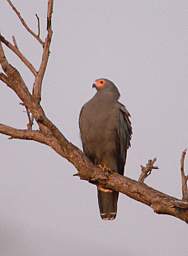 Mahango Bird Bateleur Eagle