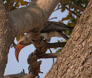 Bradfields Hornbill