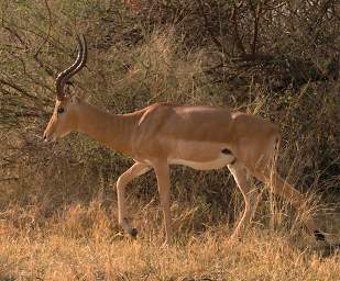 Mahango Impala
