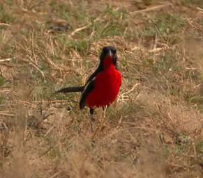 Crimson Breasted Shrike