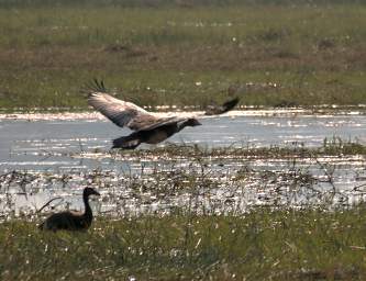 Egyptian Goose