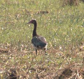 Spur Winged Goose