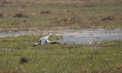 African Sacred Ibis