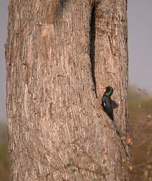 Green Wood Hoopoe