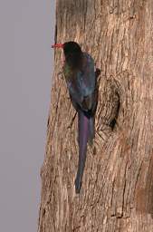 Green Wood Hoopoe