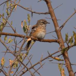 Xxx Bearded Scrub Robin