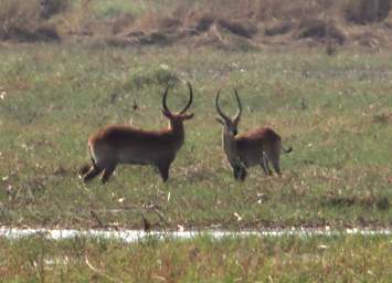 Mahango Lechwe