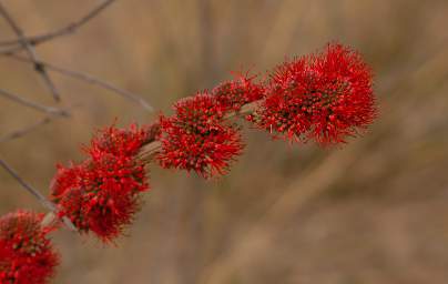 Mahango Tree Xxx Blossom Red