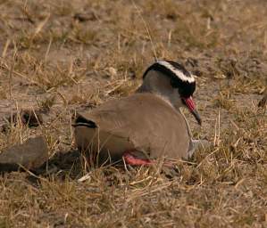 Crowned Lapwing