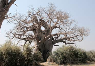 Mahango Tree Baobab