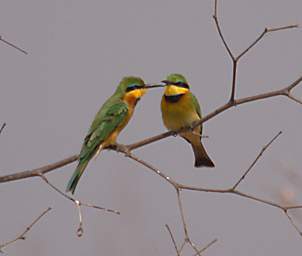 Little Bee Eater