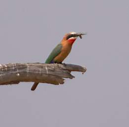 White Fronted Bee Eater