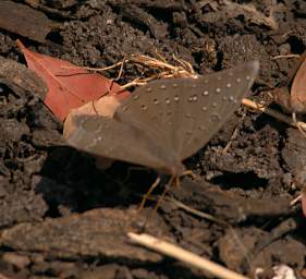 Mahango Moth