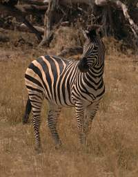 Mahango Zebra