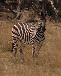 Mahango Zebra