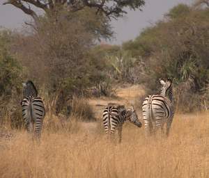 Mahango Zebra Butts