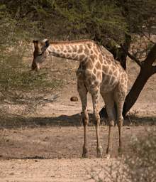 Mahango Giraffe