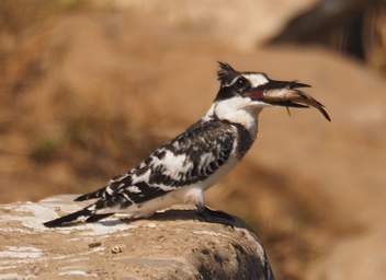 Pied Kingfisher