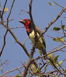 Black Collared Barbet