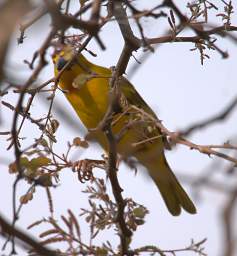 Xxx African Golden Weaver