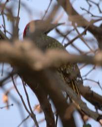 Golden Tailed Woodpecker