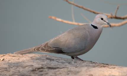 Cape Turtle Dove