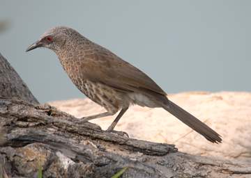 Hartlaubs Babbler