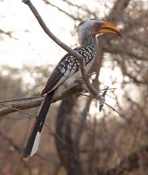 Southern Yellow Billed Hornbill