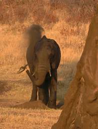 Elephant Dustbath