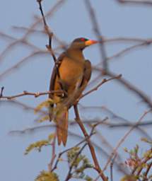 Yellow Billed Oxpecker