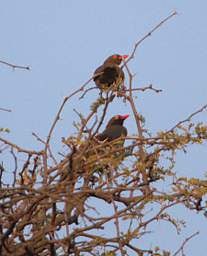 Red Billed Oxpecker