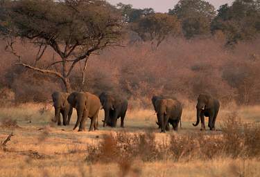 Mahango National Park