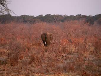 Elephant Approaching Waterhole
