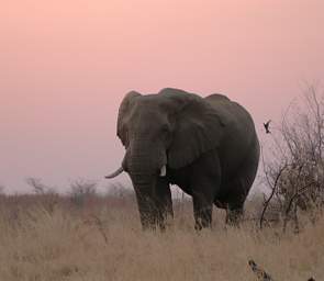 Elephant Waterhole