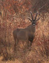 Roan Antelope