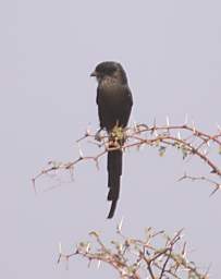 Xxx Magpie Shrike