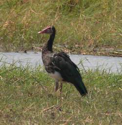 Spur Winged Goose
