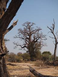 Tree Baobab