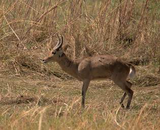 Southern Reedbuck