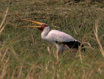 Yellow Billed Stork