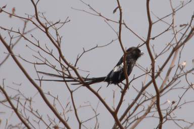 Magpie Shrike