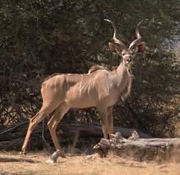 Kudu