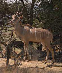 Kudu