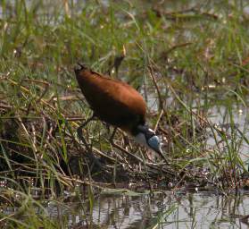 African Jacana